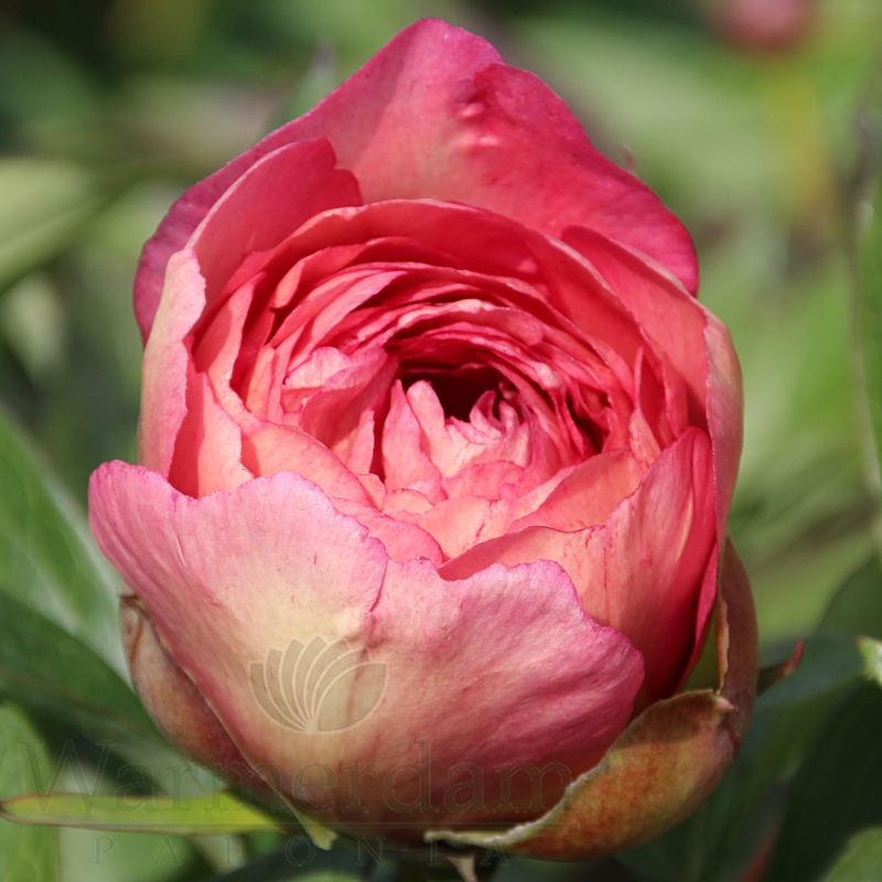 Unable to fetch data.